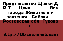 Предлагаются Щенки Д.Р.Т.  › Цена ­ 15 000 - Все города Животные и растения » Собаки   . Ростовская обл.,Гуково г.